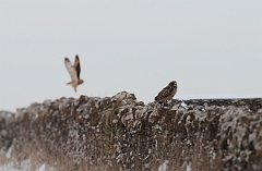 David Plant Photography - Wildlife Photographer - Short-eared owl - T