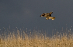 David Plant Photography - Wildlife Photographer - Short-eared owl - V