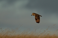 David Plant Photography - Wildlife Photography - Short-eared owl - AA