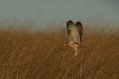 David Plant Photography - Wildlife Photography - Short-eared owl - AC