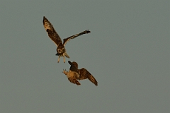 David Plant Photography - Wildlife Photography - Short-eared owl - AF