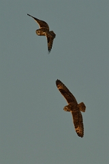 David Plant Photography - Wildlife Photography - Short-eared owl - AH