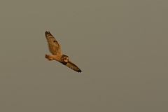 David Plant Photography - Wildlife Photography - Short-eared owl - AJ