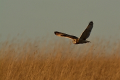David Plant Photography - Wildlife Photography - Short-eared owl - AK
