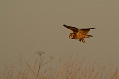 David Plant Photography - Wildlife Photography - Short-eared owl - AL