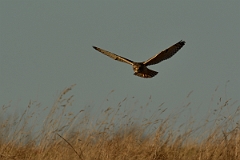 David Plant Photography - Wildlife Photography - Short-eared owl - AM