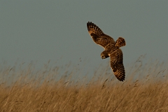 David Plant Photography - Wildlife Photography - Short-eared owl - AN