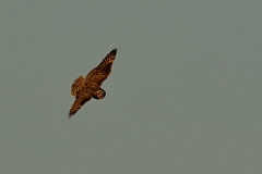 David Plant Photography - Wildlife Photography - Short-eared owl - AP