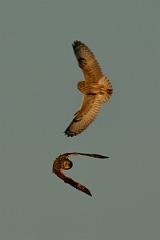 David Plant Photography - Wildlife Photography - Short-eared owl - AQ