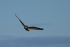 David Plant Photography - Wildlife Photography - Short-eared owl - AS