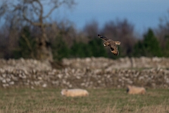 David Plant Photography - Wildlife Photography - Short-eared owl - AT