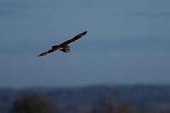 David Plant Photography - Wildlife Photography - Short-eared owl - AU