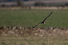 David Plant Photography - Wildlife Photography - Short-eared owl - AV