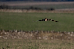 David Plant Photography - Wildlife Photography - Short-eared owl - AW