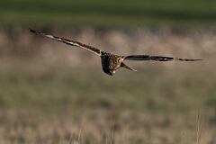 David Plant Photography - Wildlife Photography - Short-eared owl - AX