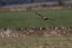 David Plant Photography - Wildlife Photography - Short-eared owl - AY