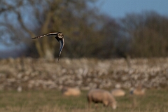 David Plant Photography - Wildlife Photography - Short-eared owl - BC