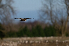 David Plant Photography - Wildlife Photography - Short-eared owl - BD