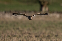 David Plant Photography - Wildlife Photography - Short-eared owl - BG