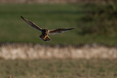 David Plant Photography - Wildlife Photography - Short-eared owl - BH
