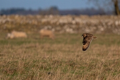 David Plant Photography - Wildlife Photography - Short-eared owl - BI
