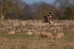 David Plant Photography - Wildlife Photography - Short-eared owl - BJ