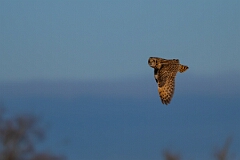 David Plant Photography - Wildlife Photography - Short-eared owl - BK