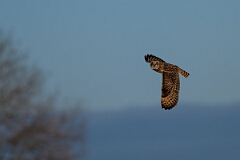 David Plant Photography - Wildlife Photography - Short-eared owl - BM