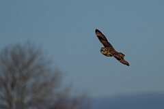 David Plant Photography - Wildlife Photography - Short-eared owl - BN