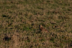 David Plant Photography - Wildlife Photography - Short-eared owl - BQ