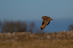 David Plant Photography - Wildlife Photography - Short-eared owl - BR
