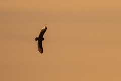 David Plant Photography - Wildlife Photography - Short-eared owl - BS