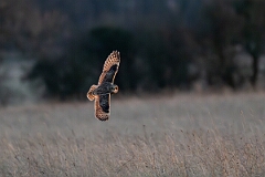 David Plant Photography - Wildlife Photography - Short-eared owl - BT