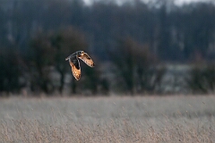 David Plant Photography - Wildlife Photography - Short-eared owl - BU
