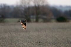 David Plant Photography - Wildlife Photography - Short-eared owl - BV