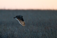 David Plant Photography - Wildlife Photography - Short-eared owl - BW