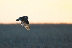 David Plant Photography - Wildlife Photography - Short-eared owl - BX