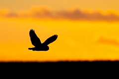 David Plant Photography - Wildlife Photography - Short-eared owl - BY