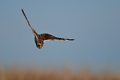 David Plant Photography - Wildlife Photography - Short-eared owl - L