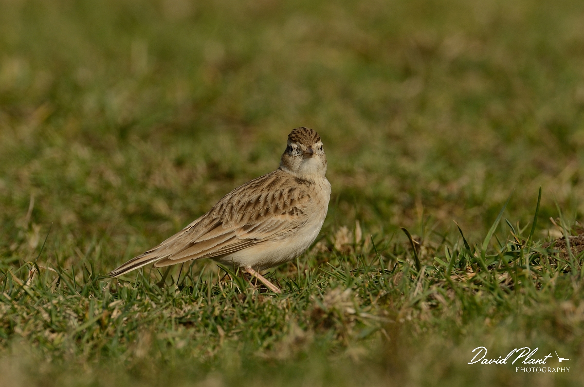 David Plant Photography - Wildlife Photography - Short-toed lark - A.jpg - Short-toed lark head turned - Dorset