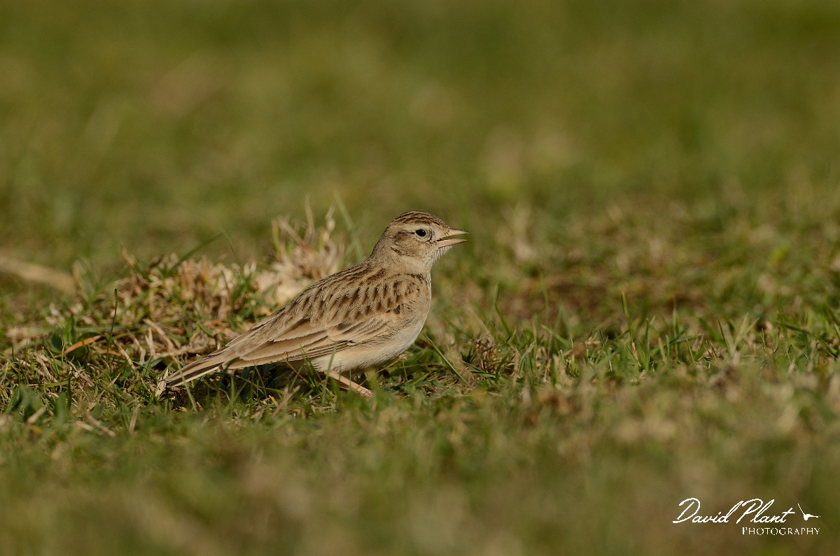David Plant Photography - Wildlife Photography - Short-toed lark - B.jpg - Short-toed lark - Dorset