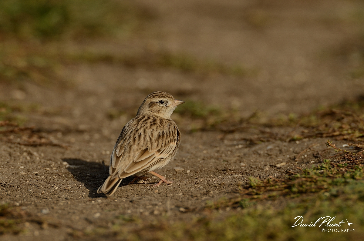 David Plant Photography - Wildlife Photography - Short-toed lark - D.jpg - Short-toed lark facing right - Dorset