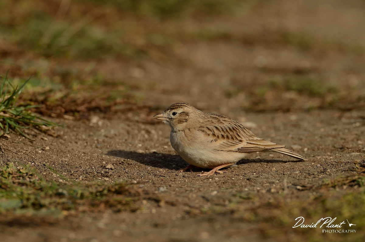 David Plant Photography - Wildlife Photography - Short-toed lark - E.jpg - Short-toed lark - Dorset
