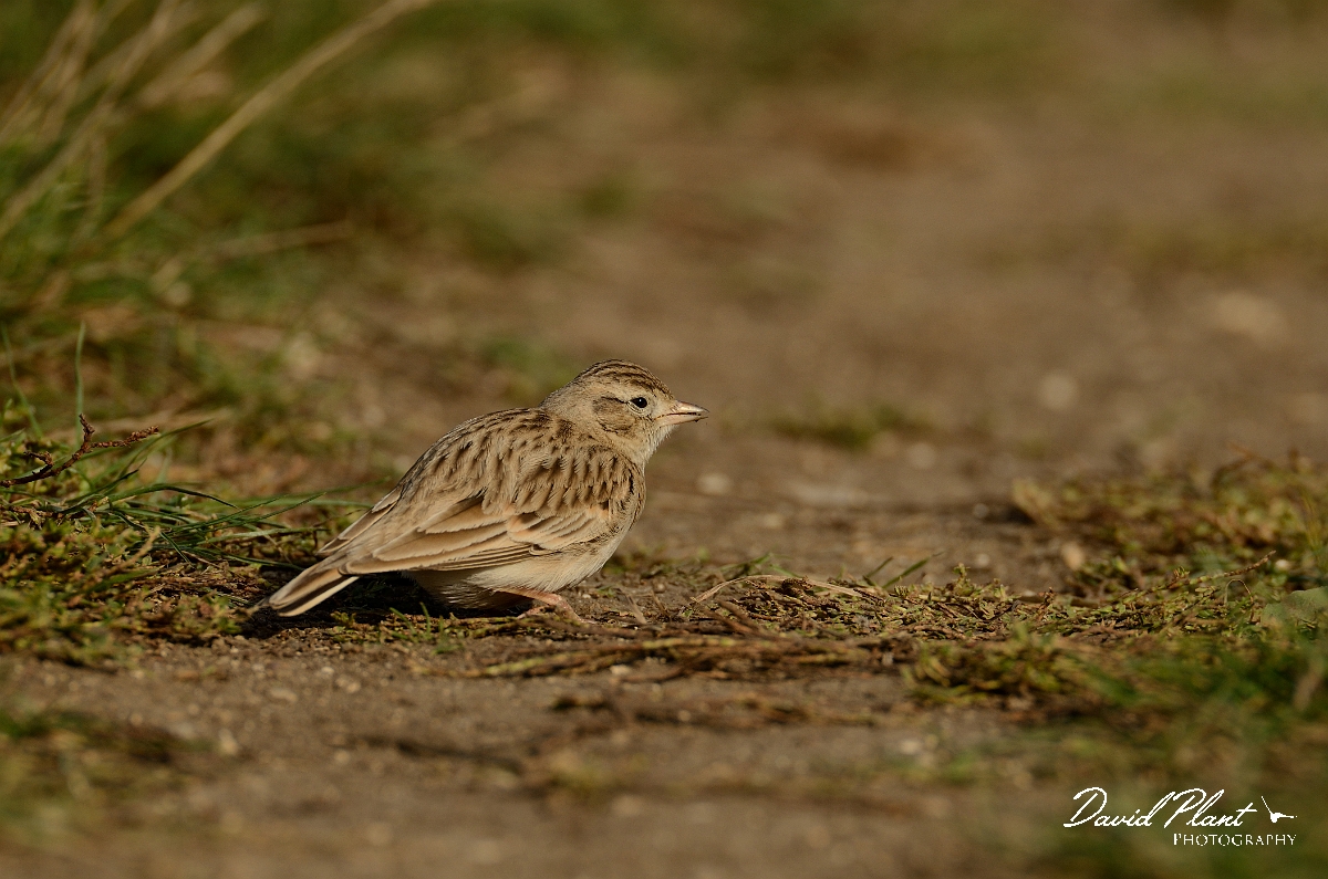David Plant Photography - Wildlife Photography - Short-toed lark - F.jpg - Short-toed lark - Dorset