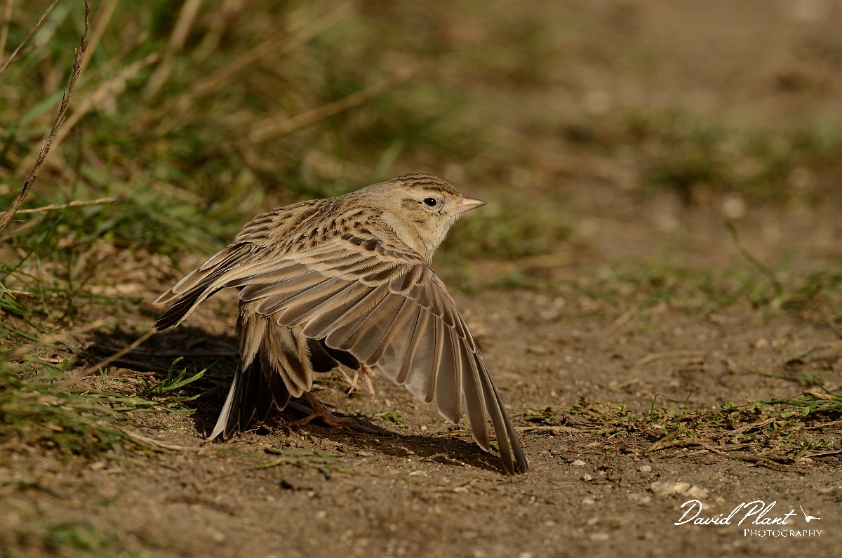 David Plant Photography - Wildlife Photography - Short-toed lark - G.jpg - Short-toed lark wing stretch - Dorset