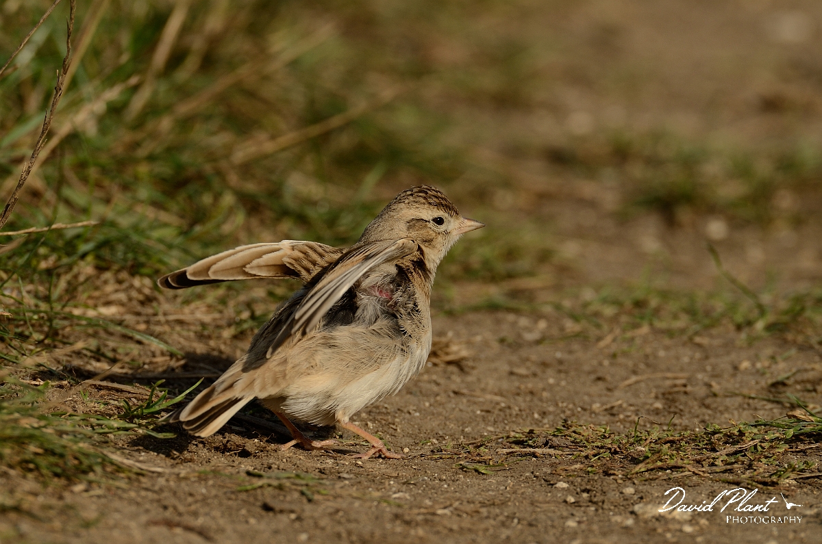 David Plant Photography - Wildlife Photography - Short-toed lark - H.jpg - Short-toed lark wings up - Dorset