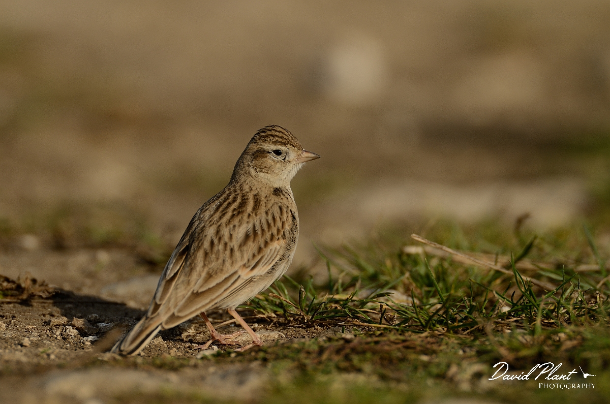 David Plant Photography - Wildlife Photography - Short-toed lark - I.jpg - Short-toed lark - Dorset