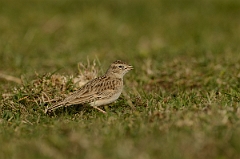 David Plant Photography - Wildlife Photography - Short-toed lark - B