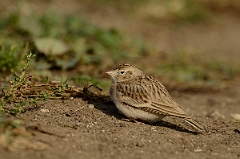 David Plant Photography - Wildlife Photography - Short-toed lark - C