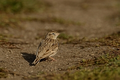 David Plant Photography - Wildlife Photography - Short-toed lark - D